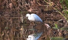 鹭鹭吃瓜,一场与自然的甜蜜邂逅