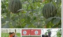 太平吃瓜,揭秘网络时代的娱乐狂欢