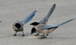 如何防止喜鹊吃瓜,巧施妙计守护瓜田