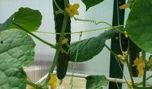 吃瓜小黄小谢,揭秘娱乐圈的甜蜜瓜田