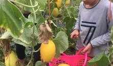 散步吃瓜的群众,揭秘生活百态