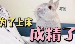 吃瓜小兔特效视频下载,趣味瞬间，轻松收藏