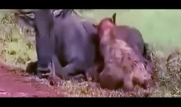 吃货吃瓜小视频大全,吃货吃瓜小视频大全精选