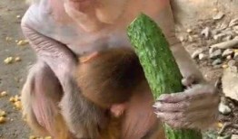 猴子吃瓜续集,新篇章的奇幻冒险