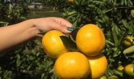 吃瓜的橘,揭秘水果界的“网红”传奇