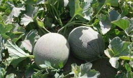 梅河公园吃瓜,夏日吃瓜盛宴，畅享清凉时光