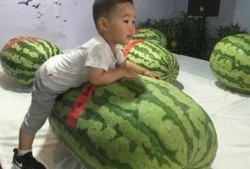 吃瓜事件东城,揭秘背后真相与网络舆论风暴