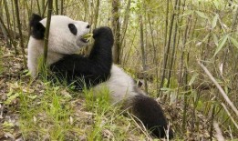 吃瓜熊猫造谣事件视频,真相与谣言的较量