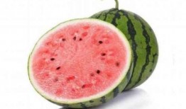 吃瓜麒麟瓜,吃瓜者的新宠