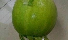 被剥皮谨慎吃瓜,谨慎品尝，品味人生百态