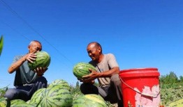 新疆吃的瓜群众