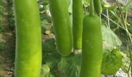 秋分之后吃瓠瓜怎么吃,瓠瓜美味新吃法，解锁健康营养新体验