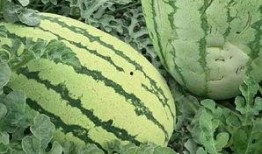 庄河怎么叫吃瓜