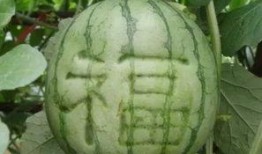 学生买瓜吃,学生们的夏日美食之旅