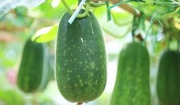 四美吃瓜,揭秘娱乐圈幕后故事