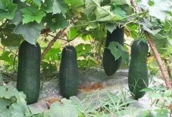 秋季进补吃三瓜,三瓜进补，滋补养颜，健康度秋