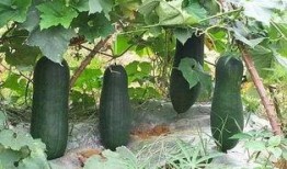 秋季进补吃三瓜,三瓜进补，滋补养颜，健康度秋