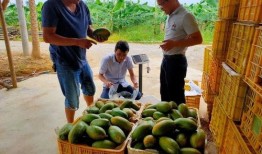 太平吃瓜,揭秘网络时代的娱乐狂欢