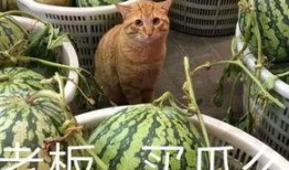 睡饱了吃瓜,揭秘美食与睡眠的完美融合