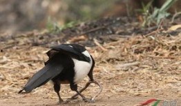 如何防止喜鹊吃瓜,巧施妙计守护瓜田
