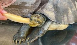 龟吃哈密瓜视频,哈密瓜大餐的甜蜜邂逅