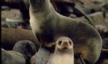 海狗吃瓜的视频,瓜果盛宴成欢乐焦点