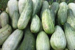 酥瓜可以炒吃吗,家常美味轻松上桌