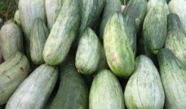 酥瓜可以炒吃吗,家常美味轻松上桌