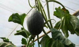 古怪楼梯带你吃瓜,带你穿越时空，品尝历史瓜果