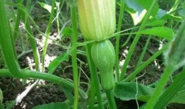 瓜的藤怎么吃,探索瓜藤的独特食用之道