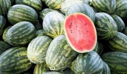 世界吃瓜杯,一场全球美食盛宴的狂欢之旅