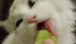 布偶猫吃瓜君,揭秘猫咪界的“吃瓜达人”