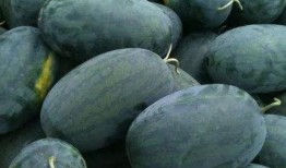 梦见吃京瓜,京瓜美食之旅