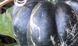 哺乳吃方瓜,方瓜的营养与食用指南