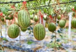 挂机吃瓜,轻松享受虚拟世界乐趣