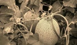 吃哈密瓜嘴角烂了,嘴角烂了需注意