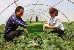 梅河公园吃瓜,夏日吃瓜盛宴，畅享清凉时光