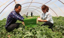 梅河公园吃瓜,夏日吃瓜盛宴，畅享清凉时光