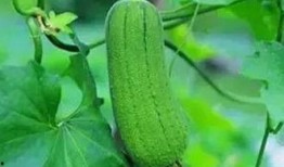 吃瓜三花,揭秘娱乐圈的甜蜜瓜田