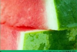 痛风可以吃瓜花吗,营养与健康的平衡之道