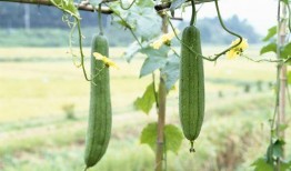 夏天到了吃瓜视频,一起畅享清凉吃瓜时光