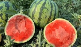 西双版纳吃瓜,尽享热带风情美食之旅