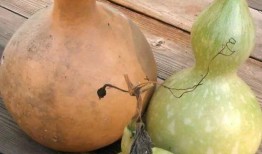 石瓜葫芦可以吃吗,揭秘其可食用之谜