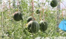 博山吃瓜事件视频,一场引发热议的网络风波