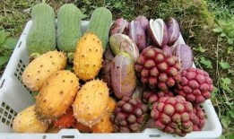 鸡鸭吃的瓜,瓜果飘香下的快乐食光