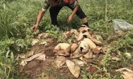 偃师最新吃瓜事件,揭秘背后真相与网络舆论风暴