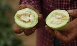 滕州直播吃瓜,一场全民参与的美食盛宴