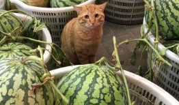 古怪楼梯带你吃瓜,带你穿越时空，品尝历史瓜果