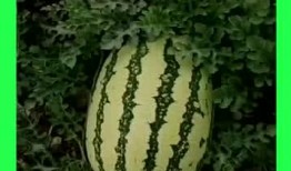 每天都是瓜吃,品味生活的甜蜜滋味