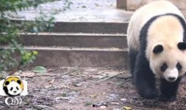 你好竹子吃瓜,吃瓜群众眼中的趣味生活